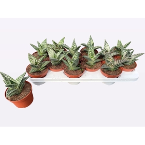 ALOE VARIEGATA