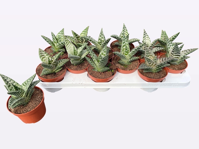 <h4>ALOE VARIEGATA</h4>
