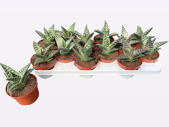 <h4>ALOE VARIEGATA</h4>