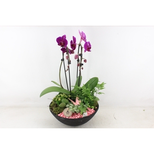 arr2 PL - Ebbischaal phal cascade roze