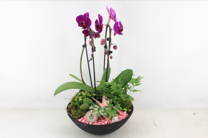 <h4>arr2 PL - Ebbischaal phal cascade roze</h4>