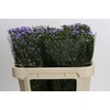 Aster Cassandra