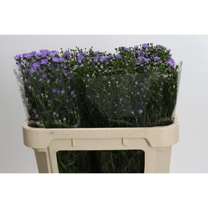 Aster Cassandra