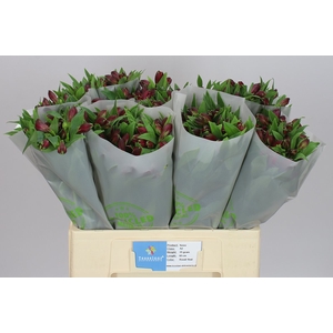 Alstro Noize 60cm
