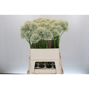 Allium Mount Everest