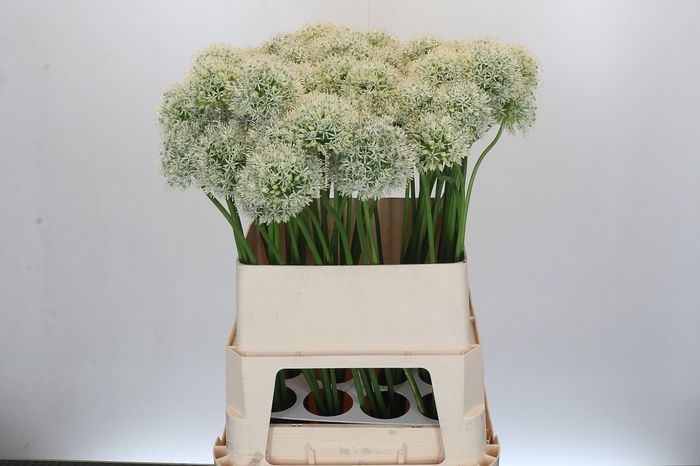 <h4>Allium Mount Everest</h4>