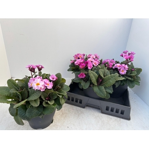 PRIM EL GOL NUG LPUR