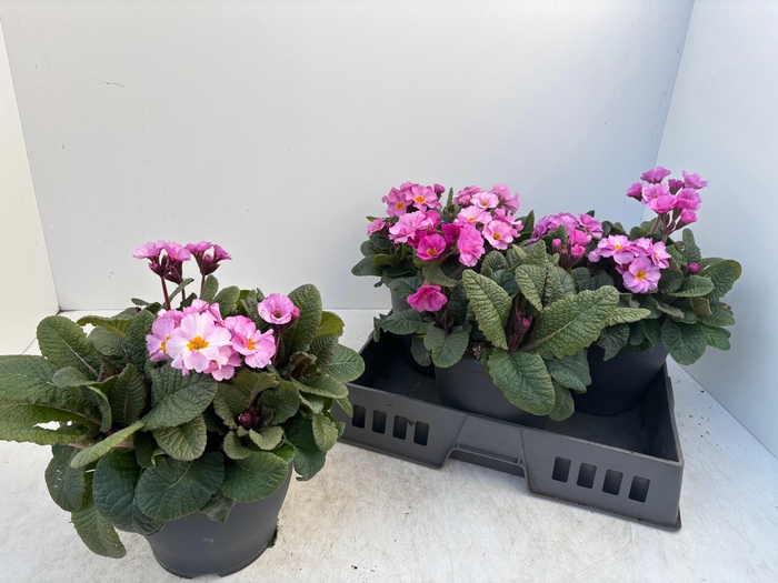 <h4>PRIM EL GOL NUG LPUR</h4>