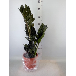 Zamioculcas zamiifolia 'Dowon'