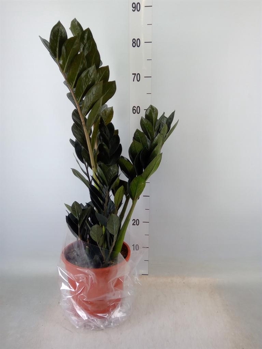 <h4>Zamioculcas zamiifolia 'Dowon'</h4>