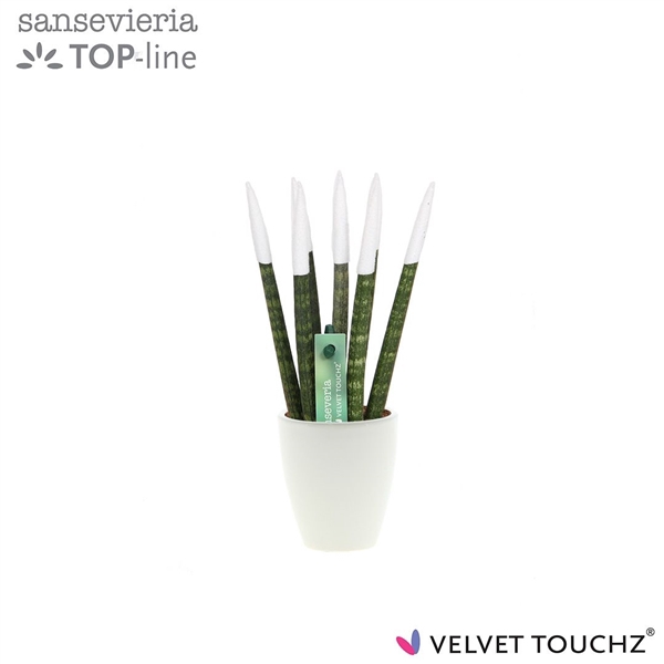 <h4>Sansevieria VELVET TOUCHZ® wit in keramiek Osaka</h4>