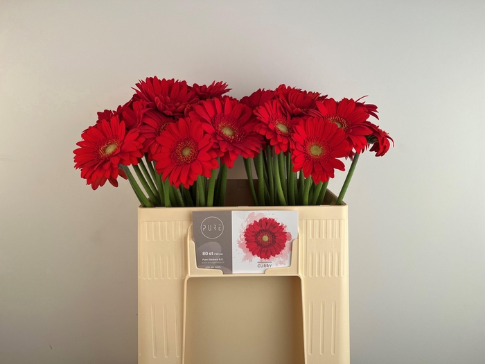 <h4>GE MI CURRY</h4>