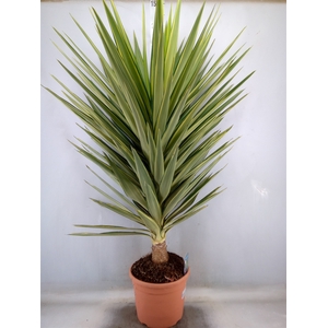 Yucca elephantipes 'Jewel'