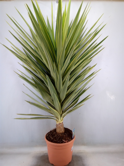 <h4>Yucca elephantipes 'Jewel'</h4>