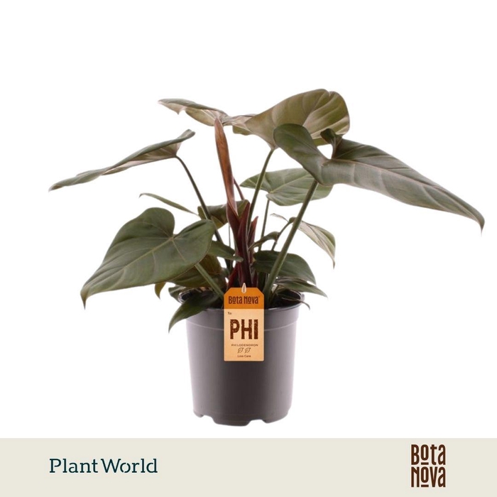 <h4>Philodendron Summer Glory</h4>