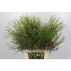 Allium Schubertii