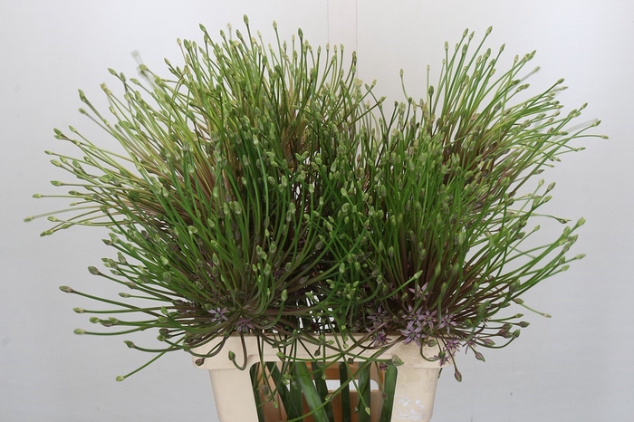 Allium Schubertii