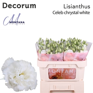 Eus G Celeb Chrystal - Montana Lisianthus