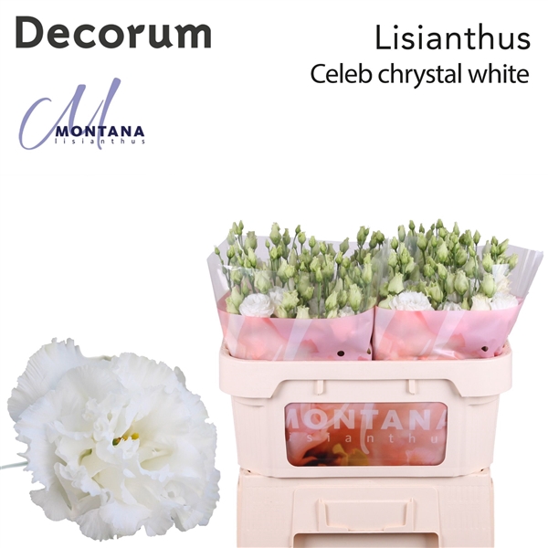 <h4>Eus G Celeb Chrystal - Montana Lisianthus</h4>