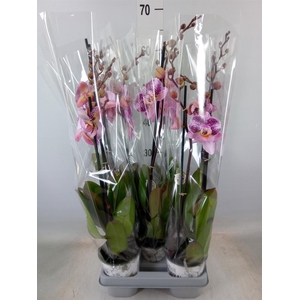 Phalaenopsis   ...mix