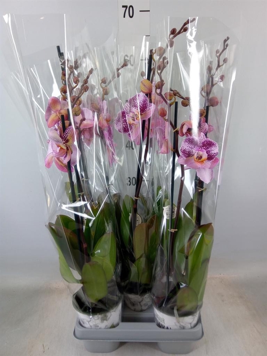 <h4>Phalaenopsis   ...mix</h4>
