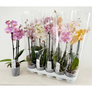 PHAL GEM