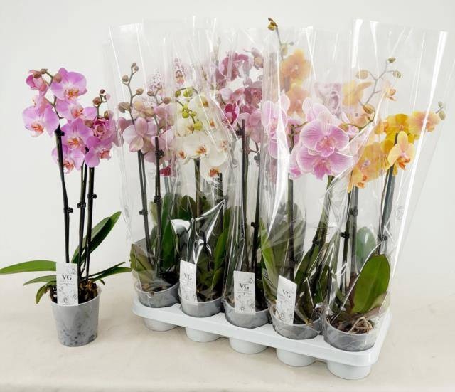 <h4>PHAL GEM</h4>