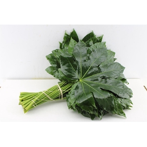 Aralia 60 Cm South Africa