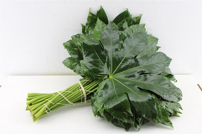 <h4>Aralia 60 Cm South Africa</h4>