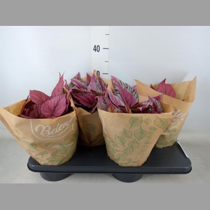 Begonia BD 'Beleaf'   ...mix