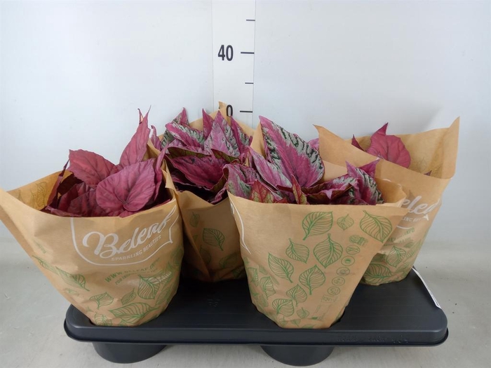 <h4>Begonia BD 'Beleaf'   ...mix</h4>