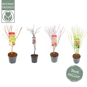 Acer palm. diverse mix