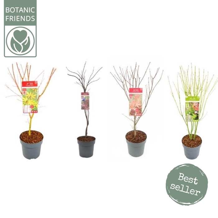 <h4>Acer palm. diverse mix</h4>