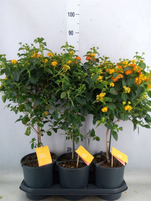 <h4>Lantana camara 'Simon Orange'</h4>