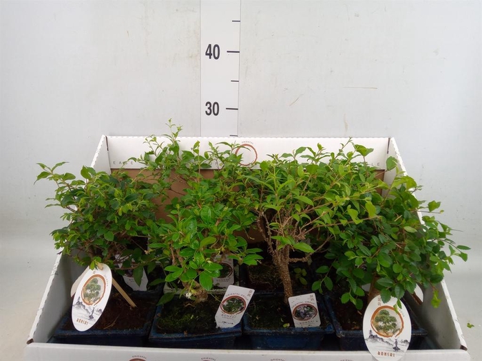 <h4>Bonsai   ...mix</h4>