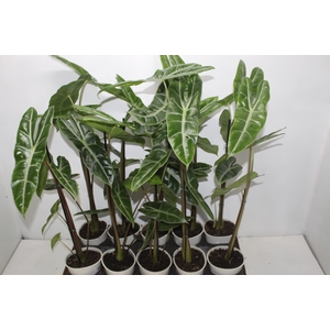 ALOCASIA LONGILOBA P12