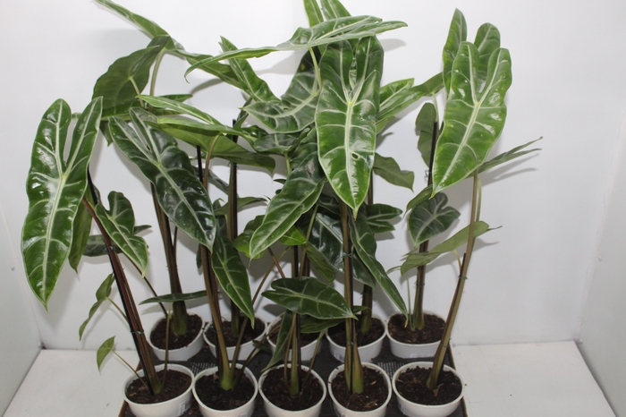 <h4>ALOCASIA LONGILOBA P12</h4>