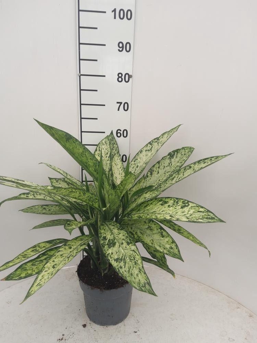 <h4>DIEFF VESUVIUS</h4>