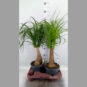 Beaucarnea recurvata
