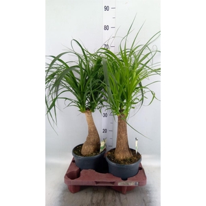 Beaucarnea recurvata
