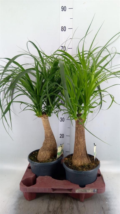 <h4>Beaucarnea recurvata</h4>