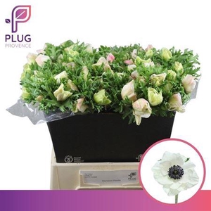 Anem Marianne Panda White