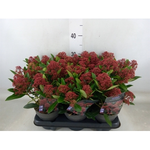 Skimmia jap. 'Rubesta'