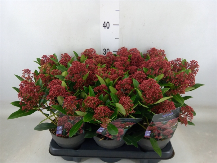 <h4>Skimmia jap. 'Rubesta'</h4>