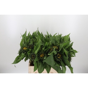 Helianthus Sunrich Orang