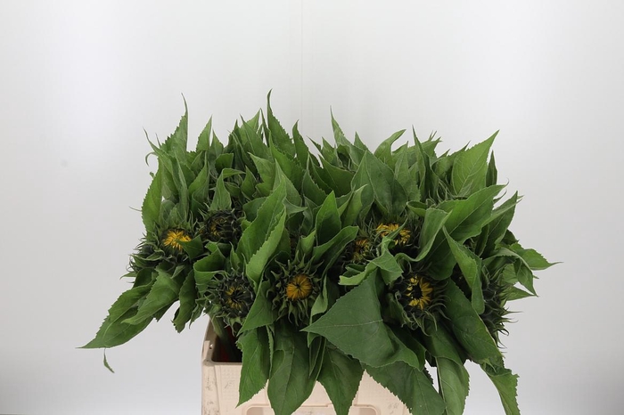 <h4>Helianthus Sunrich Orang</h4>