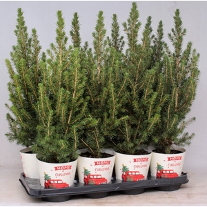 Picea Gl Conica Smartcup Christmas