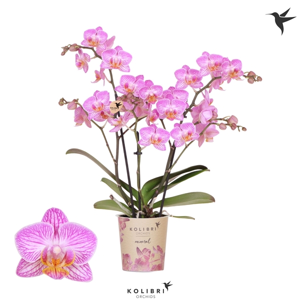 <h4>Kolibri Orchids Phalaenopsis Switserland 3 spike</h4>