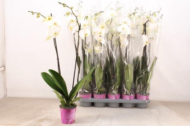 <h4>PHAL AN LEEDS</h4>