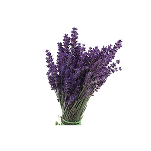 Lavandula Nature Fresh Lavendel